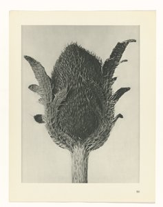 planera studien Archetypes of Art (serietitel) av Karl Blossfeldt