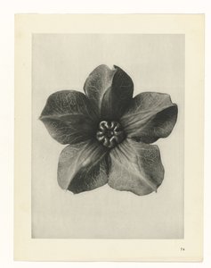 planera studien Archetypes of Art (serietitel) av Karl Blossfeldt