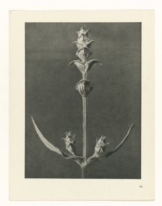 planera studien Archetypes of Art (serietitel) av Karl Blossfeldt