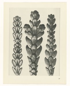 planera studie Archetypes of Art (serietitel) av Karl Blossfeldt