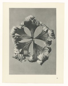 planera studien Archetypes of Art (serietitel) av Karl Blossfeldt