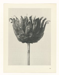 planera studien Archetypes of Art (serietitel) av Karl Blossfeldt