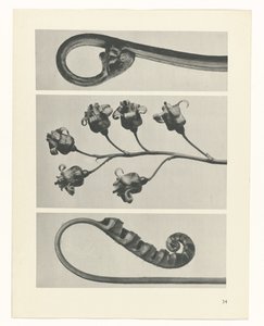 planera studien Archetypes of Art (serietitel) av Karl Blossfeldt