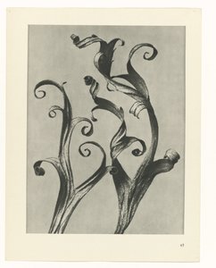 planera studien Archetypes of Art (serietitel) av Karl Blossfeldt