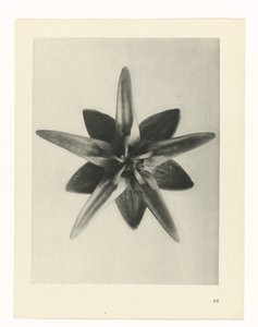 planera studien Archetypes of Art (serietitel) av Karl Blossfeldt