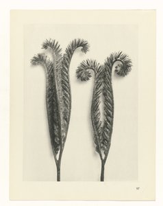 planera studien Archetypes of Art (serietitel) av Karl Blossfeldt