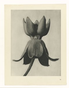 planera studien Archetypes of Art (serietitel) av Karl Blossfeldt