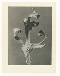 planera studien Archetypes of Art (serietitel) av Karl Blossfeldt