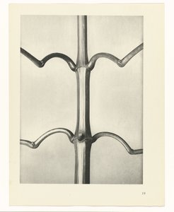 planera studien Archetypes of Art (serietitel) av Karl Blossfeldt