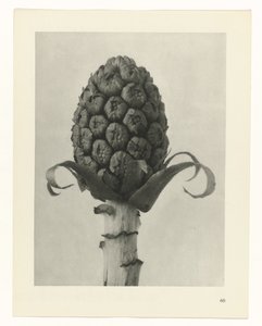 planera studien Archetypes of Art (serietitel) av Karl Blossfeldt
