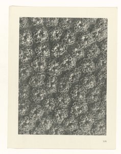 planera studien Archetypes of Art (serietitel) av Karl Blossfeldt