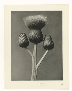 planera studien Archetypes of Art (serietitel) av Karl Blossfeldt