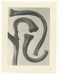 planera studien Archetypes of Art (serietitel) av Karl Blossfeldt