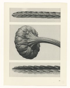 planera studie Archetypes of Art (serietitel) av Karl Blossfeldt