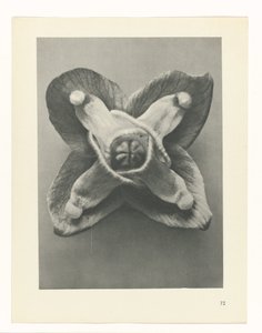 planera studien Archetypes of Art (serietitel) av Karl Blossfeldt