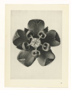 planera studien Archetypes of Art (serietitel) av Karl Blossfeldt