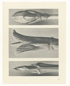 planera studien Archetypes of Art (serietitel) av Karl Blossfeldt
