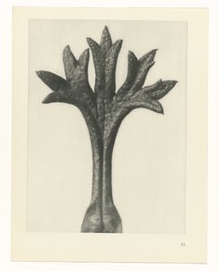 planera studie Archetypes of Art (serietitel) av Karl Blossfeldt