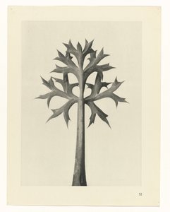 planera studien Archetypes of Art (serietitel) av Karl Blossfeldt