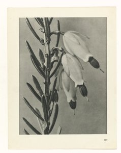 planera studien Archetypes of Art (serietitel) av Karl Blossfeldt