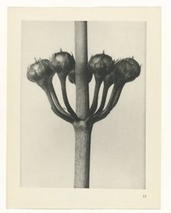 planera studie Archetypes of Art (serietitel) av Karl Blossfeldt