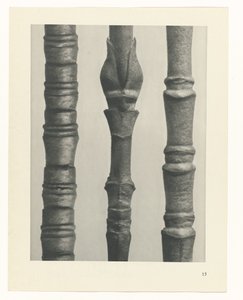 planera studien Archetypes of Art (serietitel) av Karl Blossfeldt