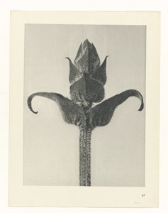 planera studien Archetypes of Art (serietitel) av Karl Blossfeldt