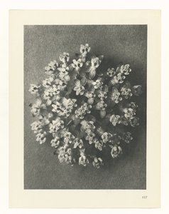 planera studien Archetypes of Art (serietitel) av Karl Blossfeldt