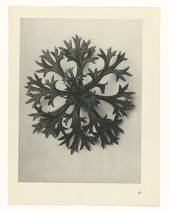 planera studie Archetypes of Art (serietitel) av Karl Blossfeldt