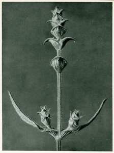 Salvia, 1929 (fotogravyr) av Karl Blossfeldt