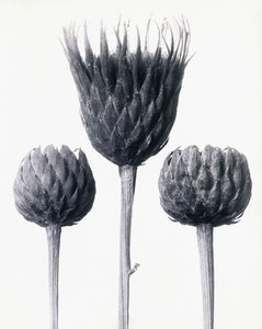 Serratula Nudicaulis (barskaftad vanlig sågsort), ca 1928 (silvertryck av gelatin) av Karl Blossfeldt