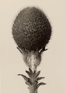 [Törnbeströdd lökväxt] av Karl Blossfeldt