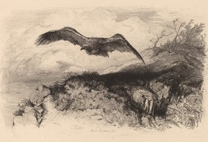 Örn på flykt. av Karl Bodmer