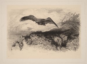 Örn i flykt av Karl Bodmer