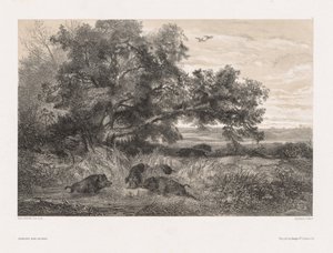 Djur och landskap efter naturen: Vildsvin i en damm, ca. 1850. av Karl Bodmer