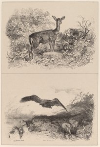 Doe, Örn av Karl Bodmer
