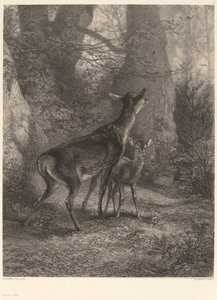 Doe och Fawn. av Karl Bodmer