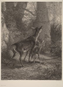 Hind och kalv av Karl Bodmer