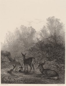 Rådjur vilar av Karl Bodmer