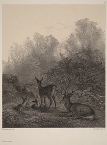 Vilande hindar av Karl Bodmer