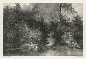 Canards (ankor) av Karl Bodmer