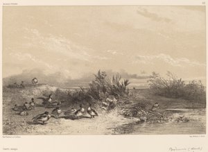 Vildänder. av Karl Bodmer