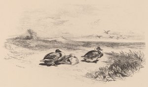 Vildänder. av Karl Bodmer