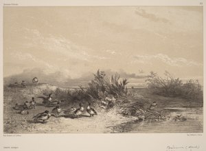 Vilda änder av Karl Bodmer