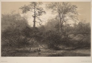 Vildänder av Karl Bodmer