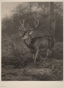 Tiotaggad hjort av Karl Bodmer