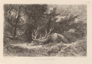 Rådjur a la Reposee av Karl Bodmer