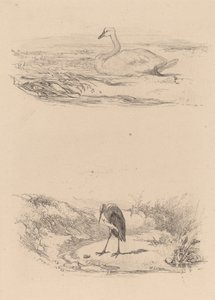 Svan, häger. av Karl Bodmer