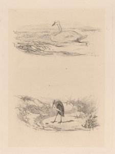 svan, häger av Karl Bodmer