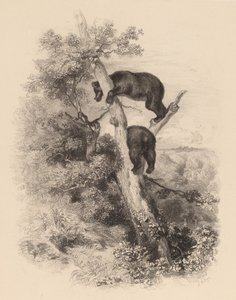 Två björnar. av Karl Bodmer